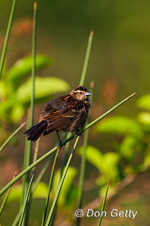Red-winged Blackbird