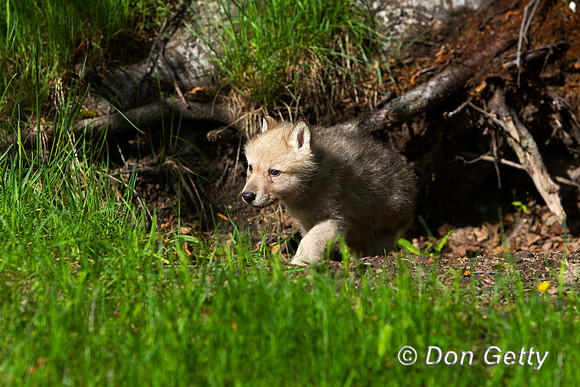 Wolf_BZ2F1166