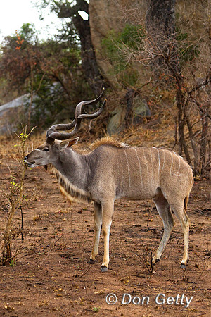 Kudu_G_Z2F5162