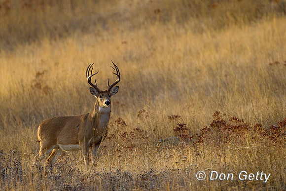 Deer_WtTl_Z2F0498
