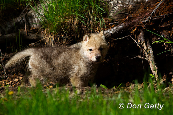 Wolf_BZ2F1153