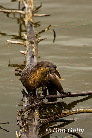 Otter_River_D4B0635