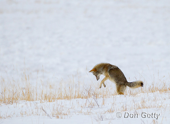 Coyote_Z2F4524