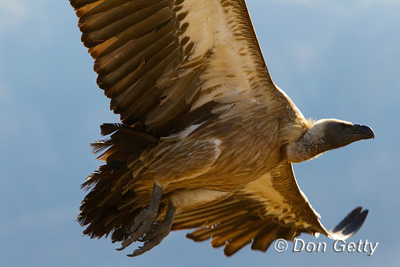 Vulture_WB_Z2F9694