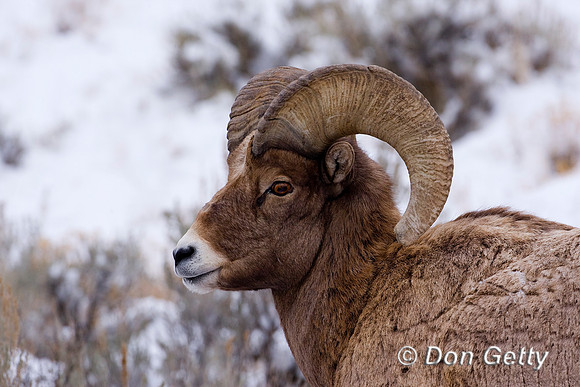 Bighorn Sheep