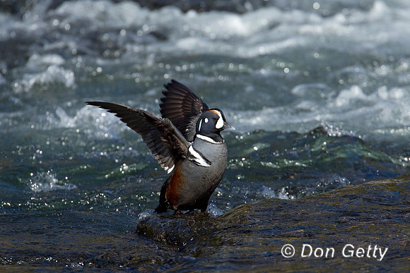 Harlequin Duck