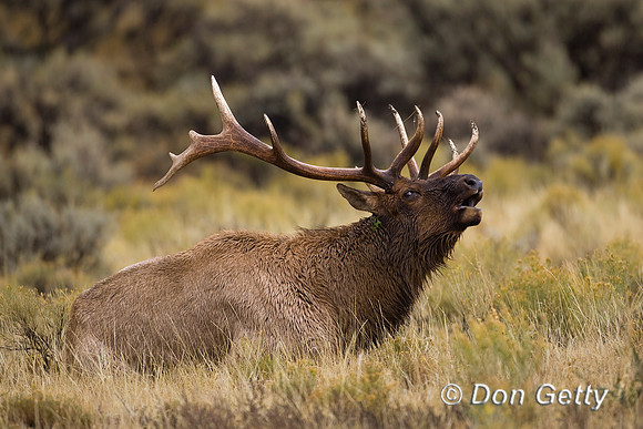 Elk_R8D6529