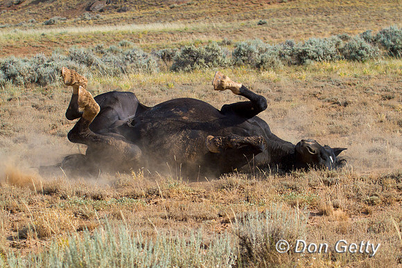 Horse_MG_8676