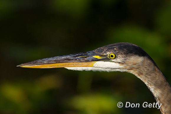 Heron_GB_Z2F3426