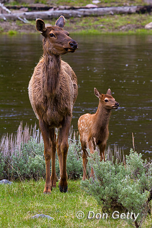 Elk_IMG_1417