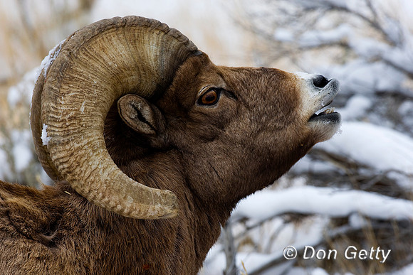 Bighorn Sheep