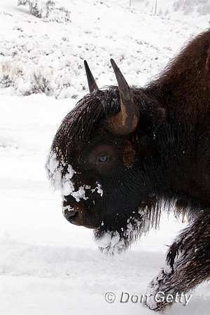 BisonIMG_0764