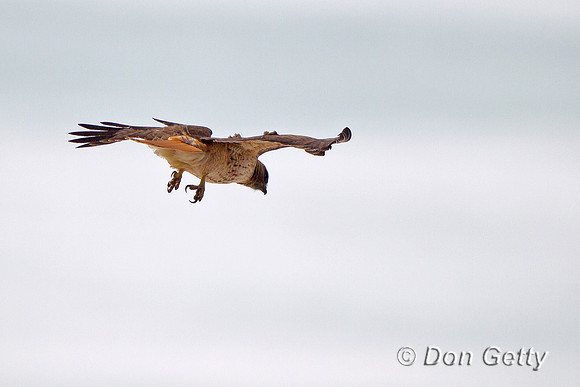 "Buteo jamaicensis", "Hawk Red-tailed", Wyoming, "Yellowstone National Park"