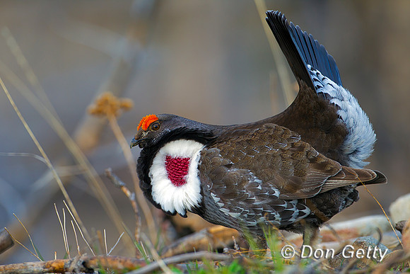 Grouse_Dusky_Z2F0545