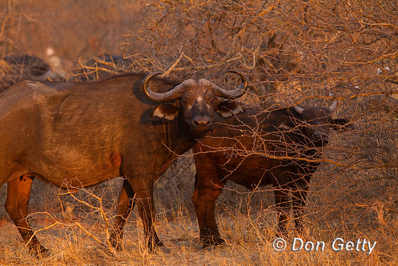 Buffalo_MG_4012