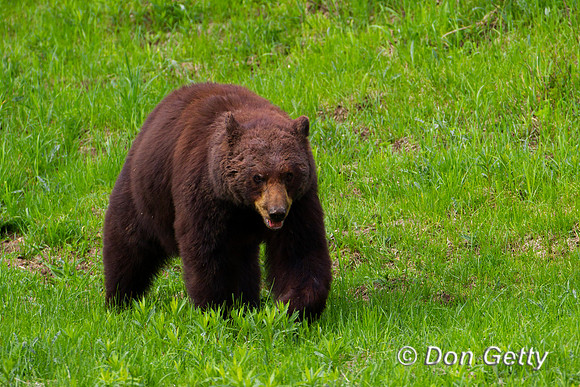 Black Bear