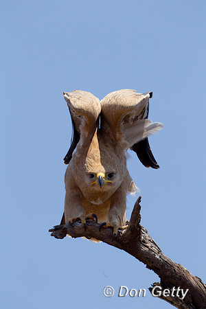 Eagle_Tawny_Z2F2180