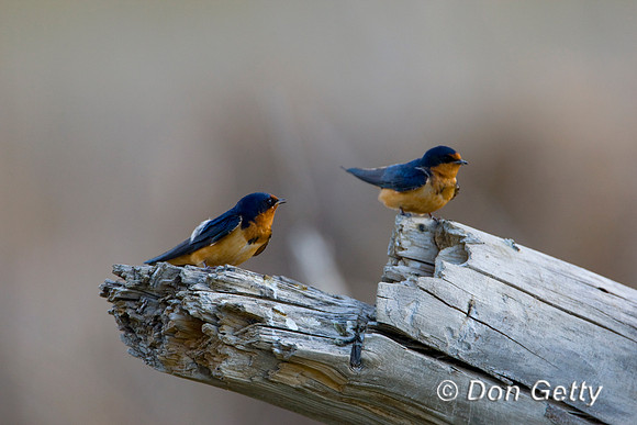 Swallow_Brn_D4B1517
