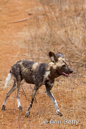 Dog_AW_MG_6143