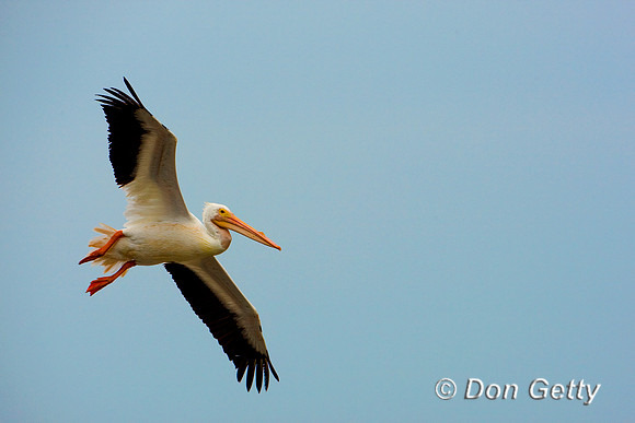 Pelican_Wht_D4B9713