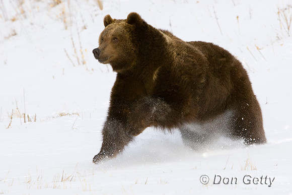 Bear_Grizzly_D4B1155