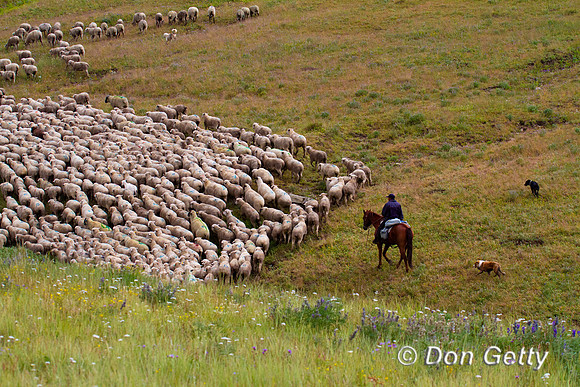 Sheep Herd_IMG_3107