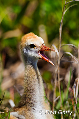 Sandhill Crane