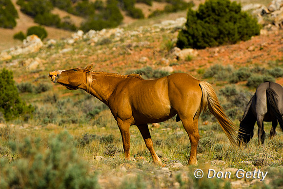 Horse_D4B9360