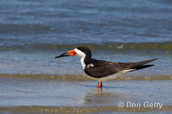 Skimmer_Blk_Z2F0237