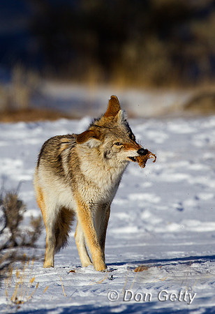 Coyote_Z2F4322