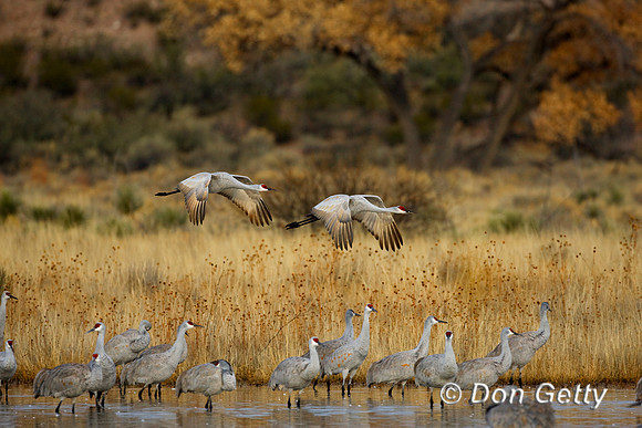 Sandhill Crane