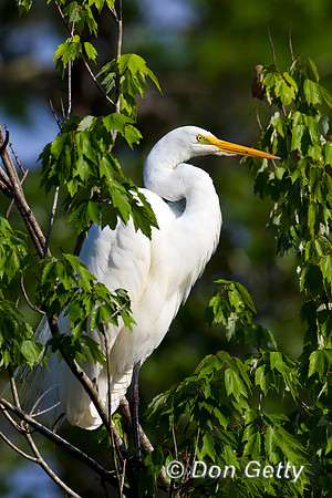 Great Egret