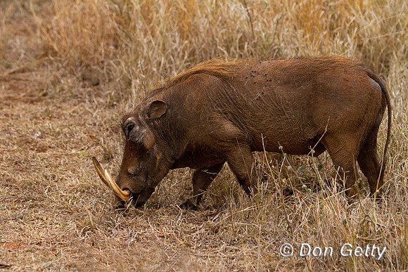 Warthog_MG_5712