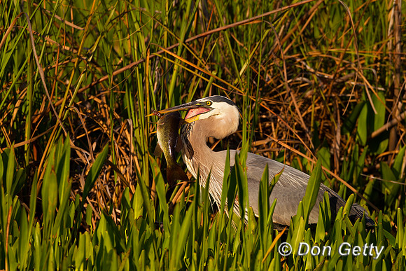 Heron_GB_Z2F1129