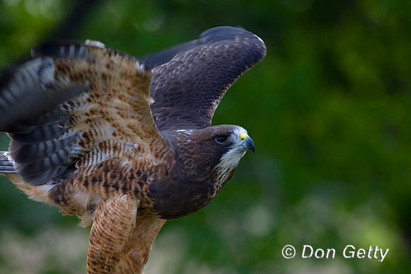 Hawk_Sw_D4B8105