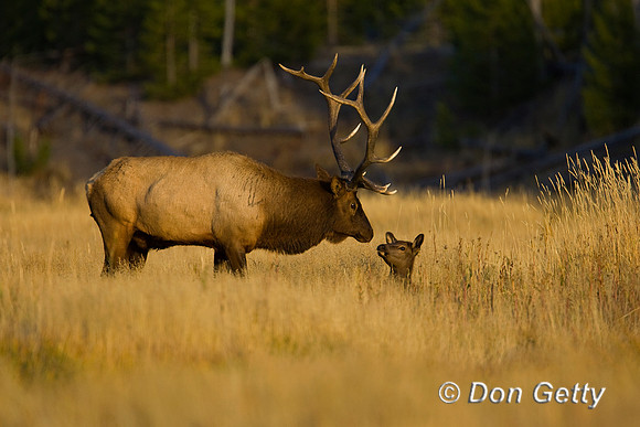Elk_R8D8367