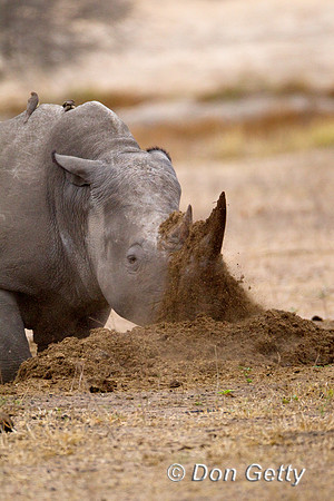 Rhino_W_Z2F4229