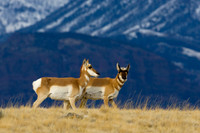 Pronghorn