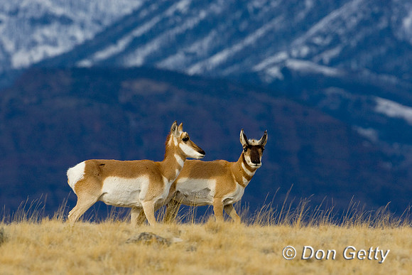 Pronghorn
