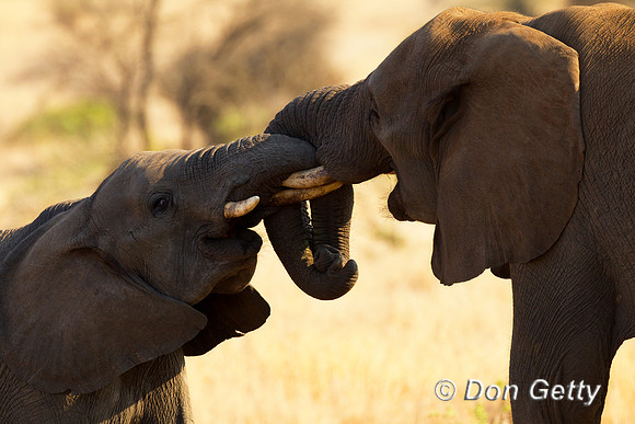Elephant_Z2F8496