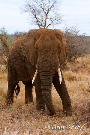 Elephant_MG_5731