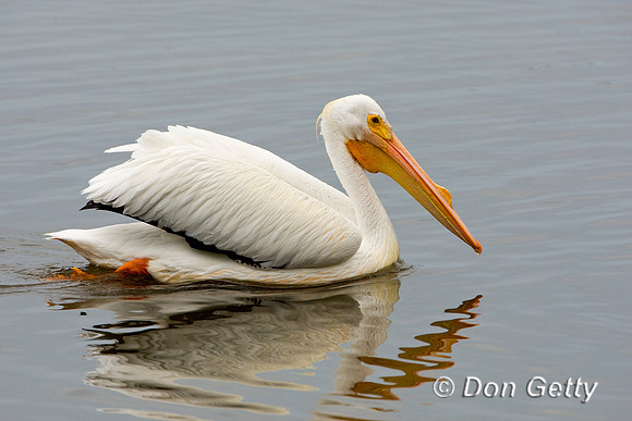 Pelican_Wht_D4B9724