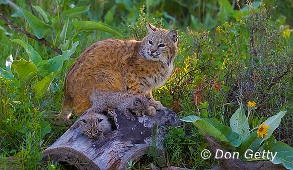 Bobcat_Z2F2473