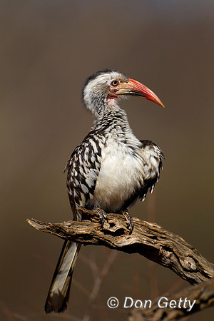 Hornbill_SRB_Z2F2552