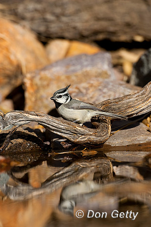 Bridled Titmouse