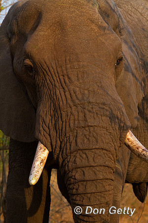 Elephant_MG_3809