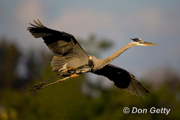 Heron_Grt_Blue_D4B6955