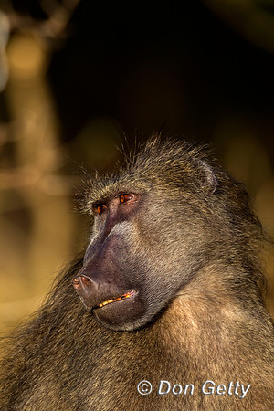 Baboon_C_Z2F9318