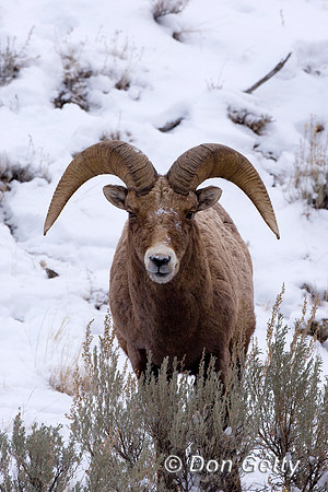 Bighorn Sheep