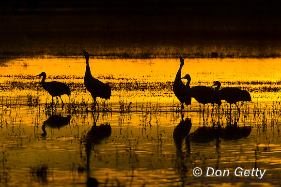 Sandhill Crane